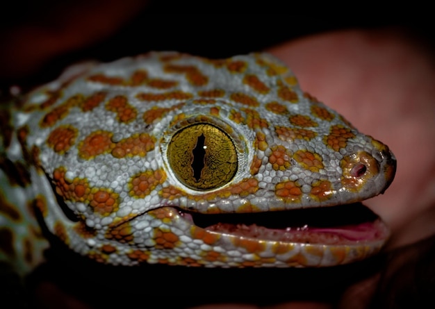 Foto primer plano de un lagarto