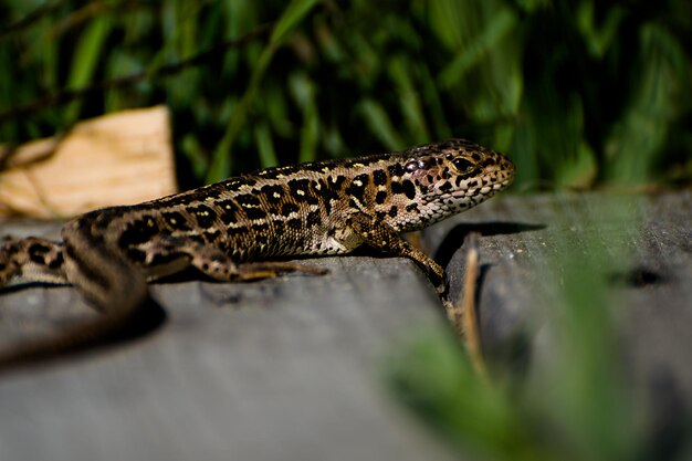 Foto primer plano de un lagarto