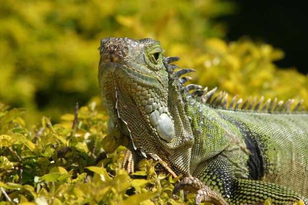 Foto primer plano de un lagarto