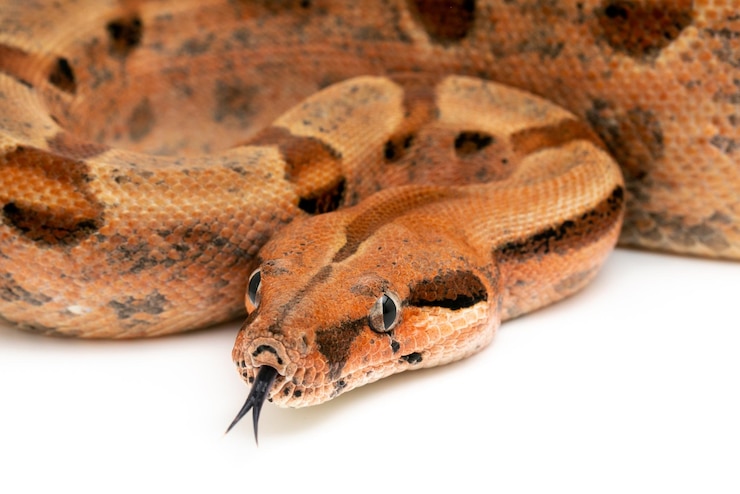 Foto un primer plano de un lagarto