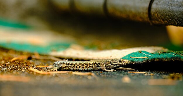 Foto primer plano de un lagarto