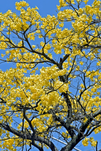 Primer plano de lapacho amarillo en flor