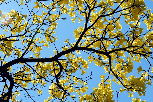 Primer plano de lapacho amarillo en flor