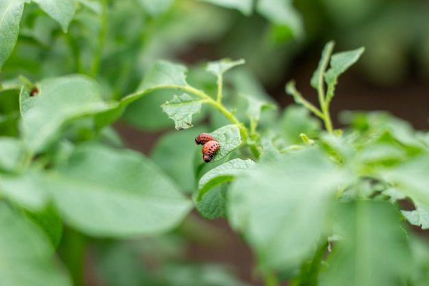 Primer plano de la larva del escarabajo de Colorado en el follaje de la patata en la naturaleza.