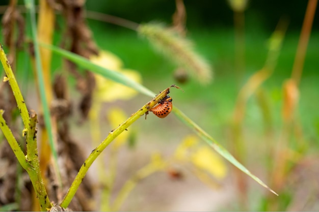 Primer plano de una larva de escarabajo de patata de Colorado arrastrándose a lo largo del tallo