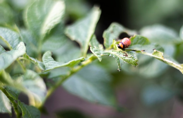 Primer plano de una larva de escarabajo rayado de Colorado en hojas de patata dañadas Leptinotarsa Decemlineata Plaga grave de la patata a la luz del sol del jardín Las larvas del parásito de la patata de Colorado comen las hojas