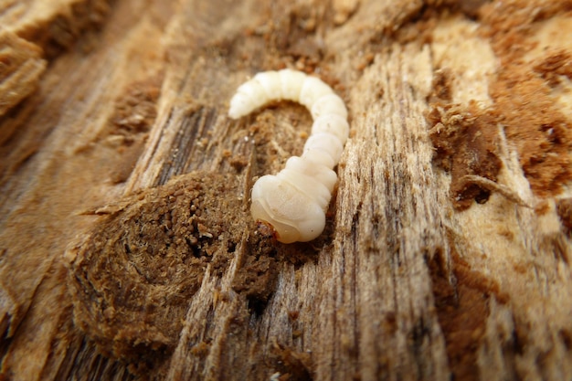 Foto primer plano de la larva en la madera