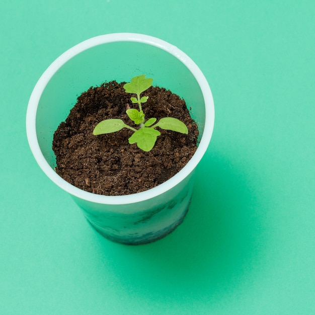 Primer plano de una lata de plástico con una plántula de tomate joven y suelo