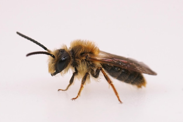 Primer plano lateral de un macho peludo de abeja minera de cola naranja, Andrena haemorrhoa sobre un fondo blanco