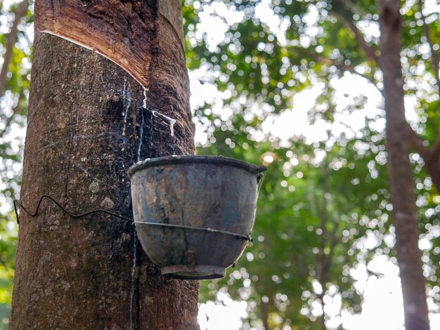 Foto primer plano de látex de caucho fresco natural de los árboles de caucho