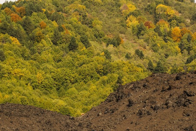 Foto primer plano de la lava solidificada y la pequeña vegetación que pisa sobre ella en el lado sur del etna catania sicilia