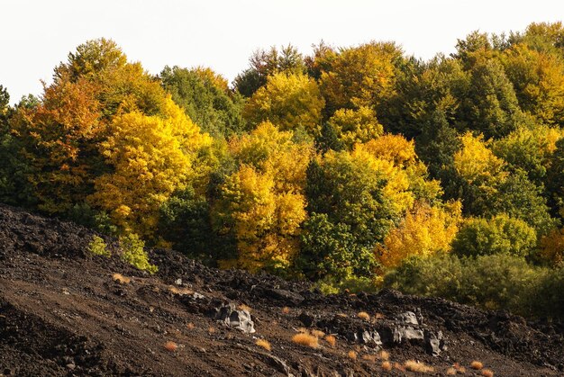 Foto primer plano de la lava solidificada y la pequeña vegetación que pisa sobre ella en el lado sur del etna catania sicilia