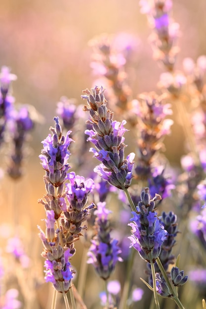 Primer plano de lavanda de montaña en la isla de Hvar en Croacia Lavanda balanceándose en el viento sobre el cielo del atardecer ingrediente de perfume de aromaterapia de cosecha