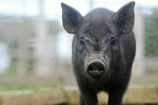 Primer plano de un lechón en la granja