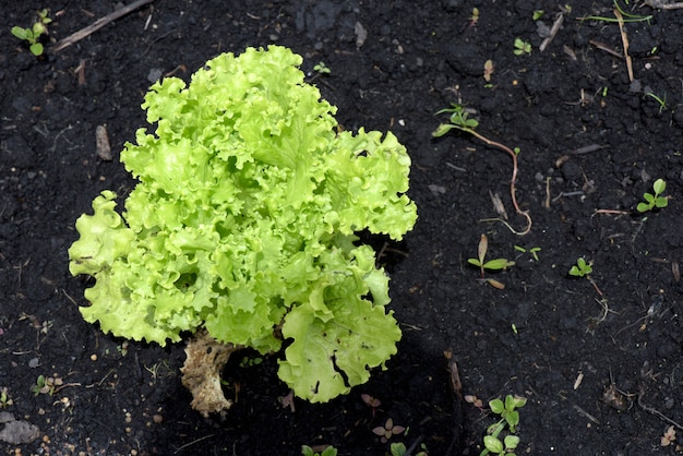 Primer plano de lechuga en plantación brasileña