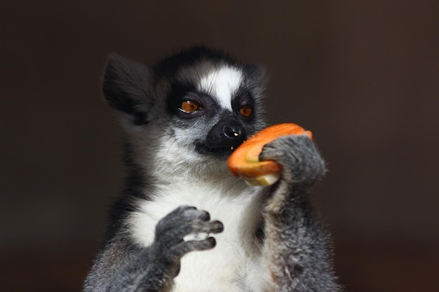 Primer plano del lémur de cola anillada comiendo comida