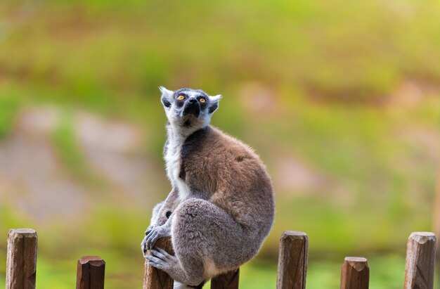 Foto primer plano de un lémur sentado en la valla