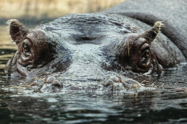 Primer plano de un león en el agua