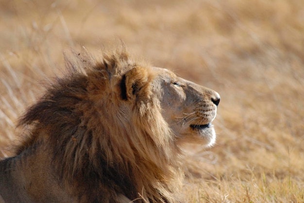 Primer plano de un león en el campo
