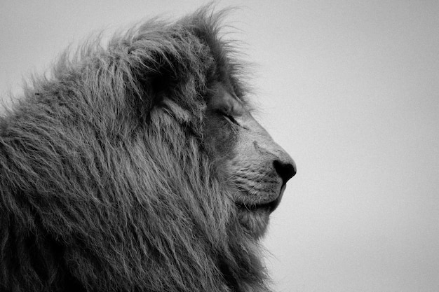 Primer plano de un león contra un cielo despejado
