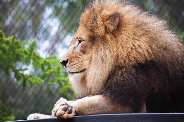 Primer plano de un león descansando en el zoológico contra una jaula