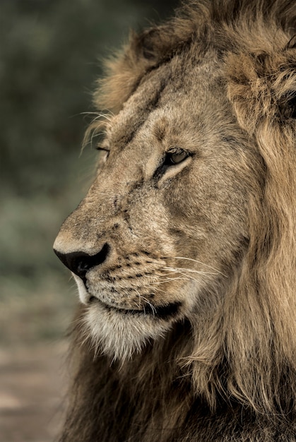 Primer plano de un león macho en el Parque Nacional del Serengeti