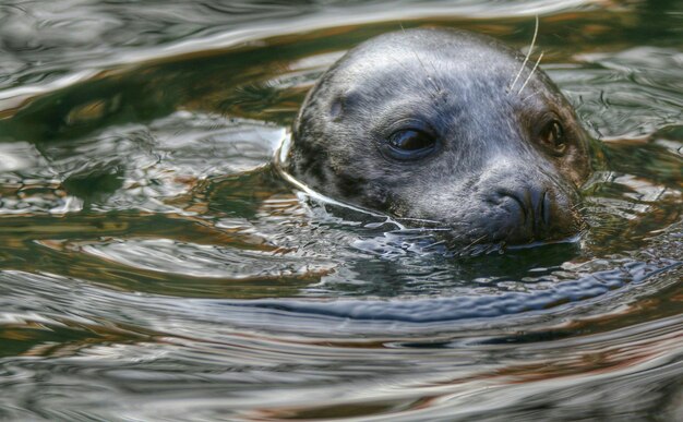 Primer plano de un león marino nadando en el mar