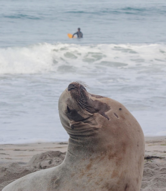 Foto primer plano de un león marino en la orilla