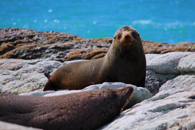 Primer plano de un león marino en una roca en la playa