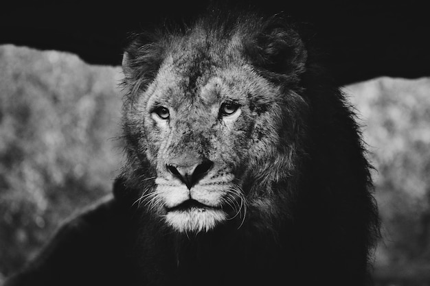 Primer plano del león mirando hacia otro lado