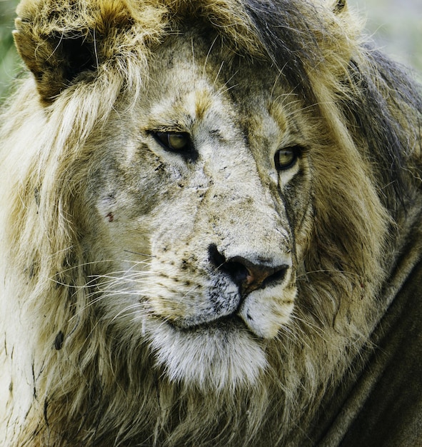 Foto primer plano del león mirando hacia otro lado