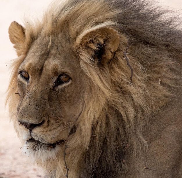 Primer plano del león mirando hacia otro lado