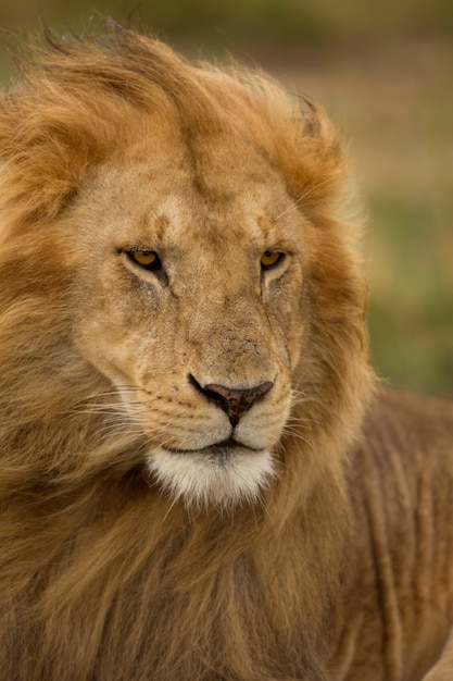 Primer plano, de, león, parque nacional de serengeti, serengeti, tanzania, áfrica