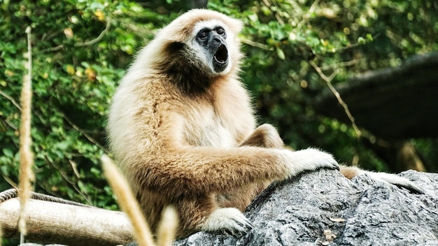 Primer plano de un león sentado al aire libre