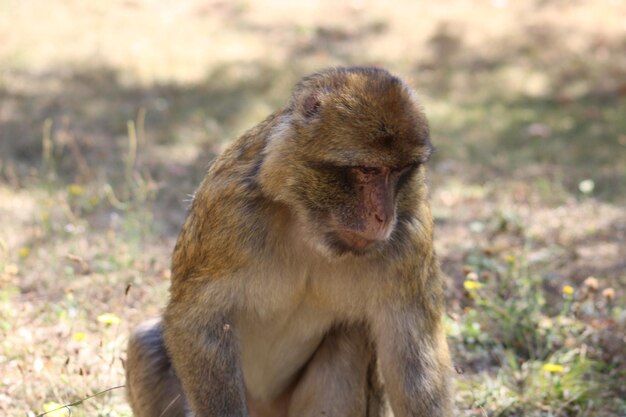 Foto primer plano de un león sentado en tierra