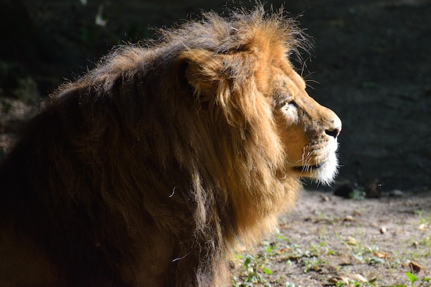 Primer plano del león