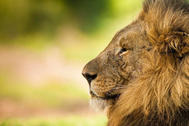 Primer plano del león