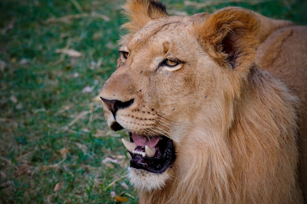 Foto primer plano del león