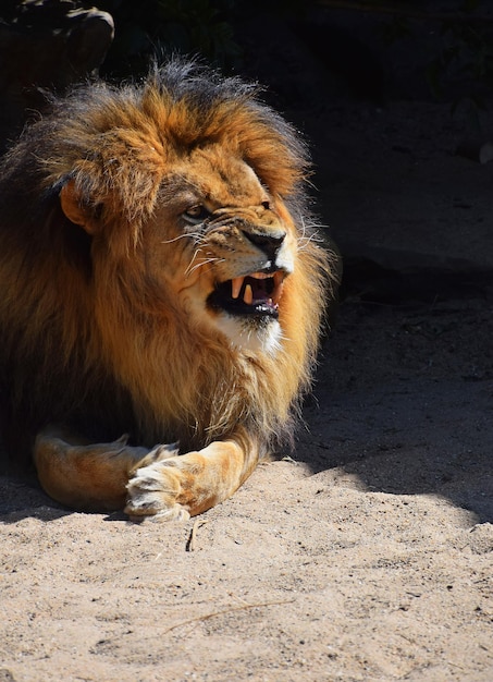 Foto primer plano del león