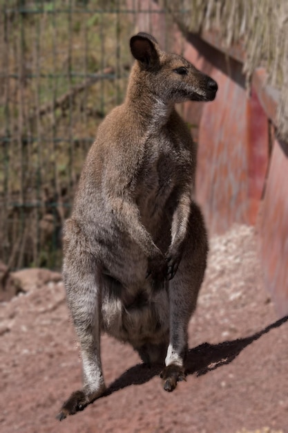 Foto primer plano del león