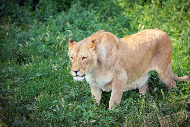 El primer plano de la leona caza en un prado verde..