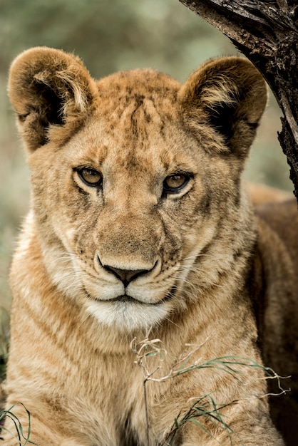 Primer plano de una leona en el Parque Nacional del Serengeti