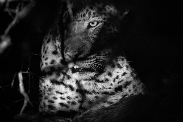 Foto primer plano de un leopardo en el bosque por la noche