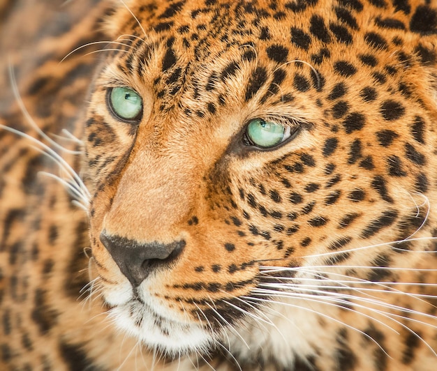 Primer plano, de, un, leopardo, con, ojos azules