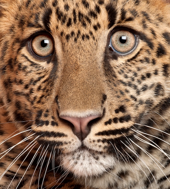 Primer plano de leopardo, Panthera pardus, 6 meses de edad