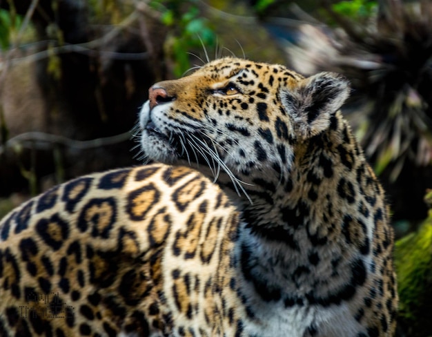 Primer plano de un leopardo que mira hacia otro lado