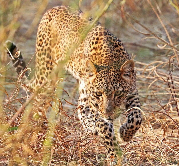 Un primer plano del leopardo