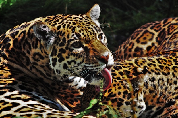 Foto un primer plano de los leopardos