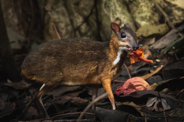 Primer plano de Lesser mousedeer sobre hojas secas caídas