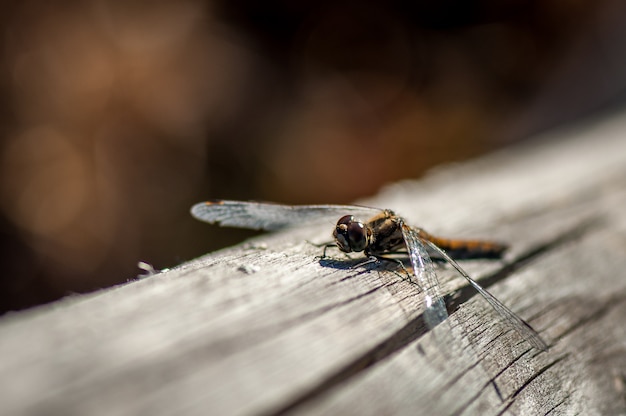 Primer plano de libélula con bokeh